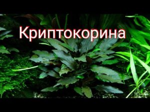Криптокорина. Уход, содержание , размножение.