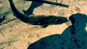 Рыбалка в Корее. На дергач😂