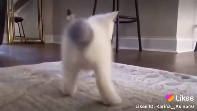 Котёнок пукает 😹😹😹😹 смотреть онлайн