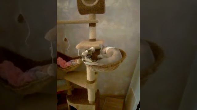 девон рекс смотреть онлайн