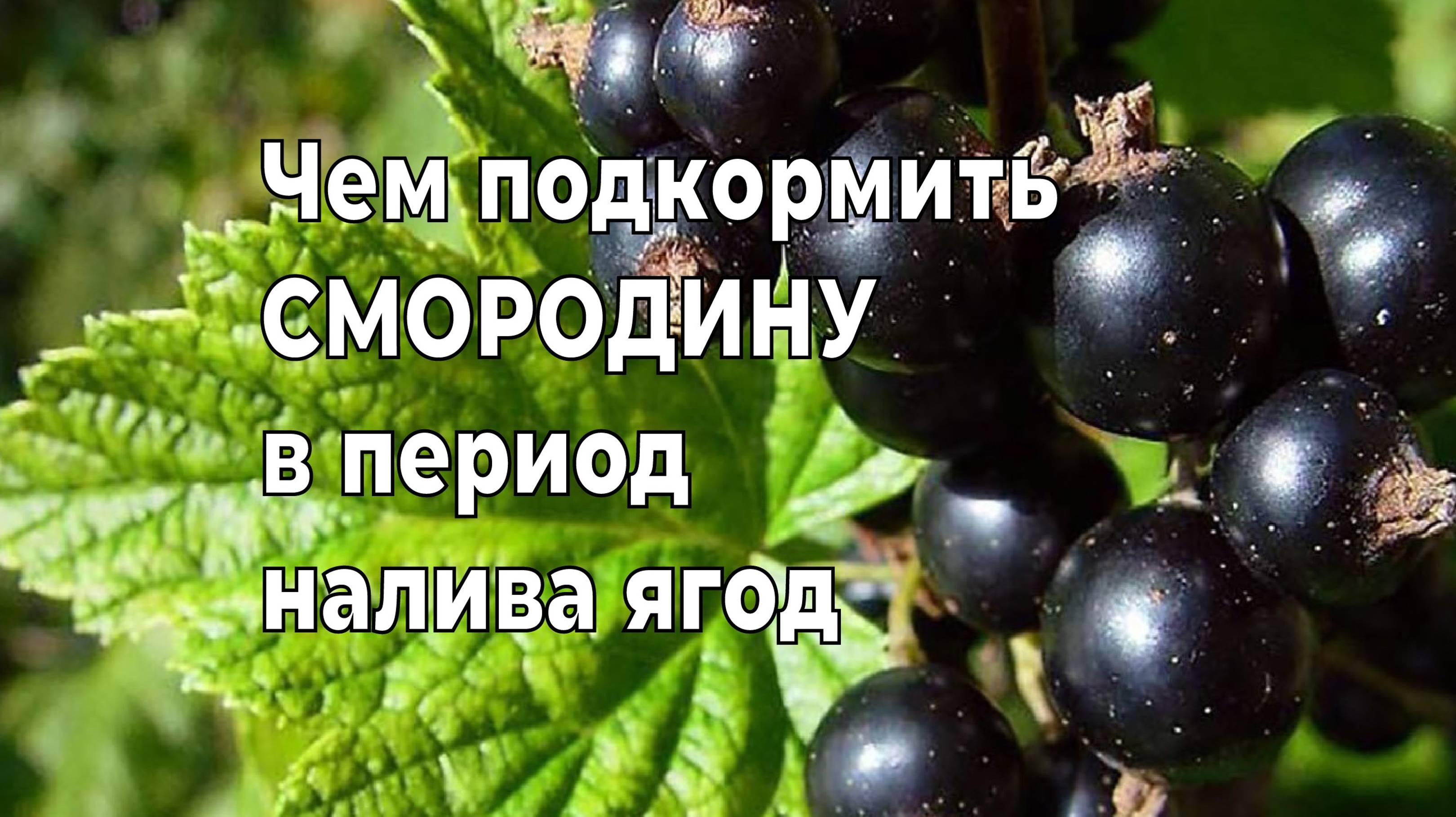 ЧЕМ ПОДКОРМИТЬ СМОРОДИНУ ВО ВРЕМЯ НАЛИВА ЯГОД,ЧТОБЫ БЫЛИ КРУПНЫМИ И СЛАДКИМИ.