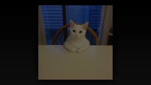 Странное поведение кошек