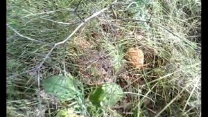 Тихая Охота