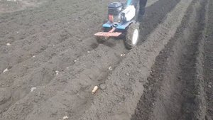 засыпаем борозды с картошкой мотоблоком