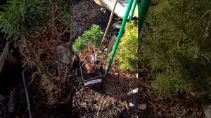 *Пересадка хвойных весной.