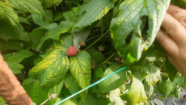 Обзор плодоношения нашей коллекции ремонтантной малины на 4.09.23 смотреть онлайн