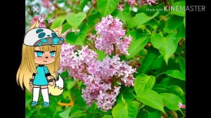 Запах сирени meme(Gasha Life)