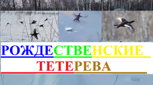 Тетерева  вылетающие из снега.mp4