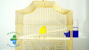 А Вы когда нибудь видели как поёт канарейка?Пение канарейки.Canary Training Song.Concierto canario.