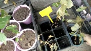 ⚫Абрикосы из косточки |Персики из косточки | 2 часть 1серия