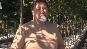 "Корни" -  декоративные деревья