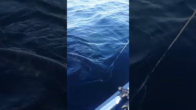 Ловим сома на Квок Волга.. смотреть онлайн