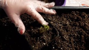 Клубника "Фриго" -  как сохранить её  до высадки в открытый грунт