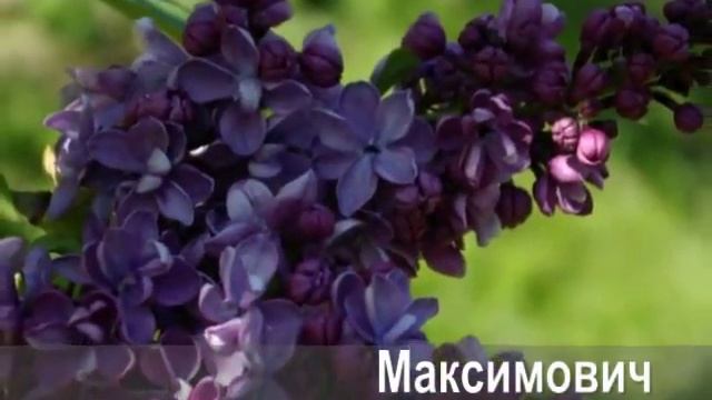 Сирингарий Центрального ботанического сада НАН Беларуси