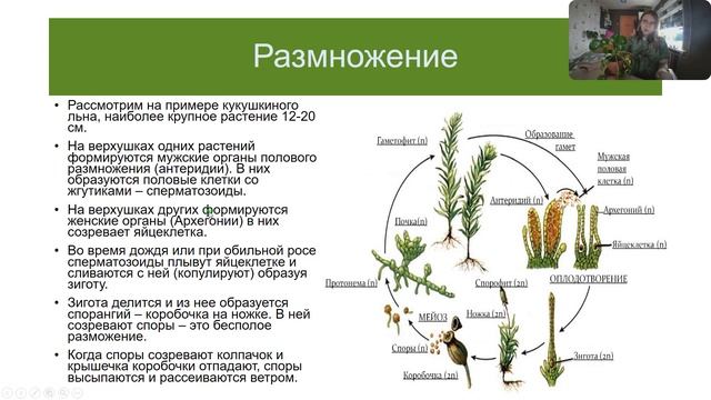 Ботаника. Споровые растения. Мхи. Сфагнум, Кукушкин лён, Маршанция изменчивая