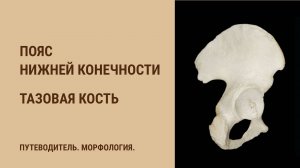 Кости пояса нижней конечности. Тазовая кость