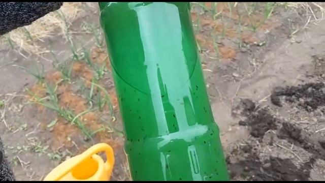 ПОСЕВ МОРКОВКИ КИСЕЛЕМ. Супер способ посадки моркови.