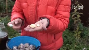Как выбрать чеснок для посадки