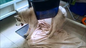 Уникальная реабилитация собаки