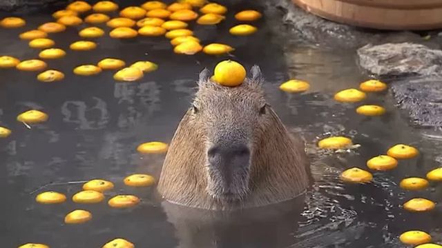 капибара 1 час смотреть онлайн