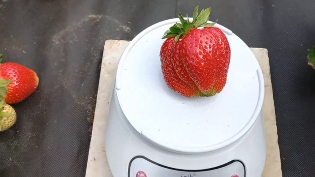 Роксана. Земляника садовая крупноплодная.