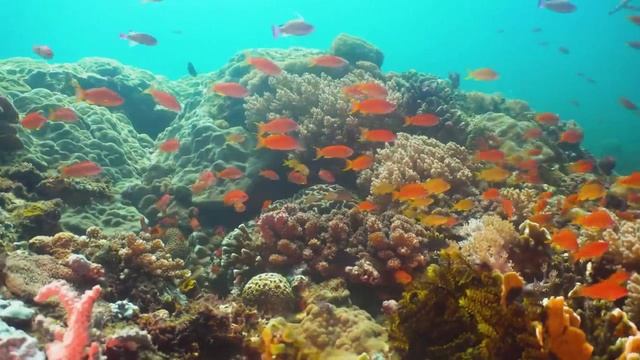 Красочное ВИДЕО 4K(ULTRA HD) О Морской Жизни С Расслабляющей Музыкой