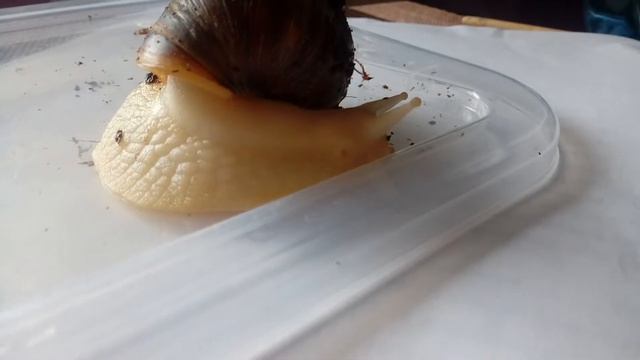 Первое видео !! Чем кормить и многое другое ! смотреть онлайн