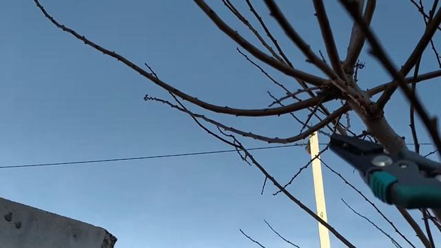 Слива Комета. Я ее обрезаю, а она все равно наращивает двухметровые лозы! Plum