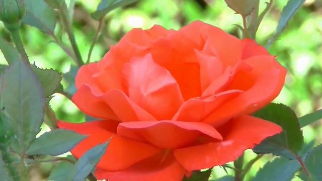 Красивое поздравление с 8 марта. смотреть онлайн