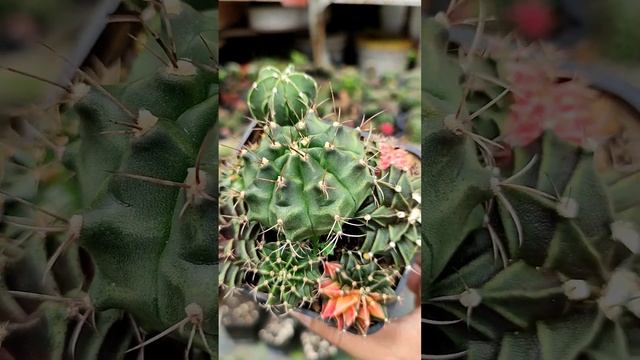 Cactus Gymnocalycium Astrophytum Seeds Mix - LongMinh