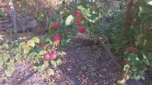Осенний яблочный пейзаж:)  Яблоня зимнего срока созревания Эвелина (Apple Evelina). Обзор