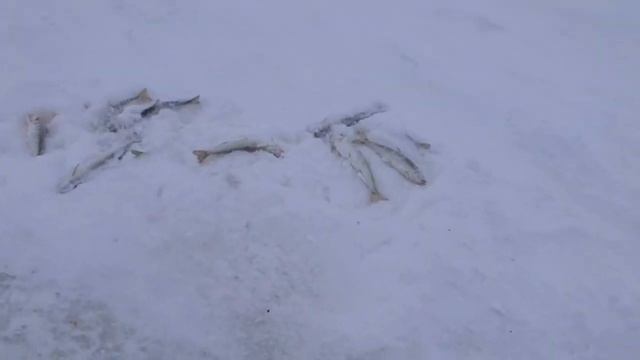 Первая поездка на оз.Калагирь в 21 году. смотреть онлайн