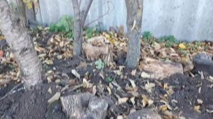 Как быстро вырастить на  своём участке опята - (Armillaria mellea) ?!