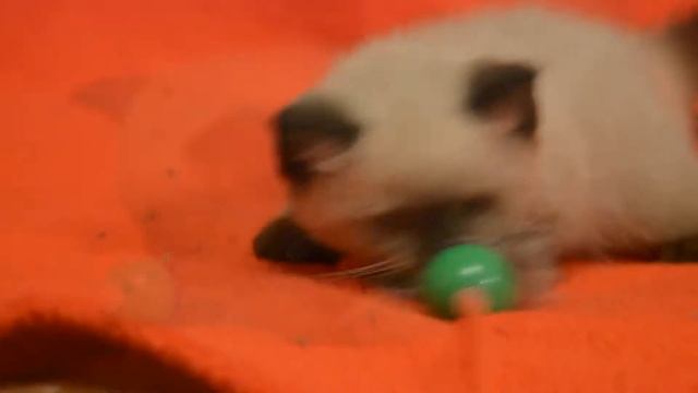 Предлагаем: котята для Вас! Элитные чистокровные шотландские котята редкого окраса.