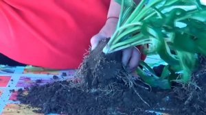 Как размножать Хосту. Деление Хосты На Деленки. Азы Цветоводства