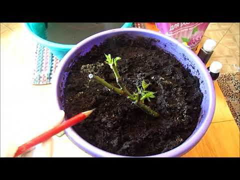 СПАСАЕМ САЖЕНЦЫ РОЗ! Реанимация и посадка роз, полученных из " надежного " магазина!!! смотреть онлайн