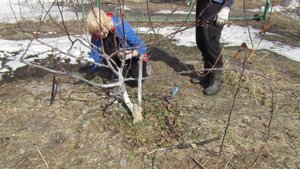 Яблоня. Лечим яблоню погрызенную мышами.....