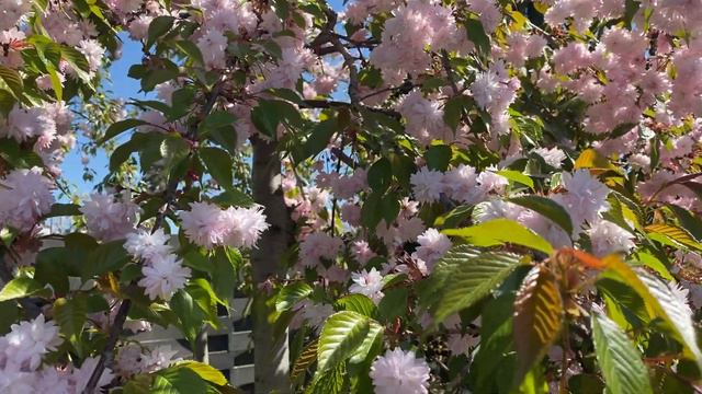 Сад Камелия. Весенняя красота. смотреть онлайн