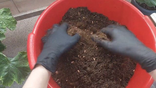 Составляем безупречный грунт! Хитрости пересадки для пышного цветения и здоровья пеларгоний!! смотреть онлайн