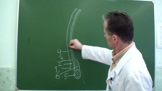 Послойная топография височной области смотреть онлайн