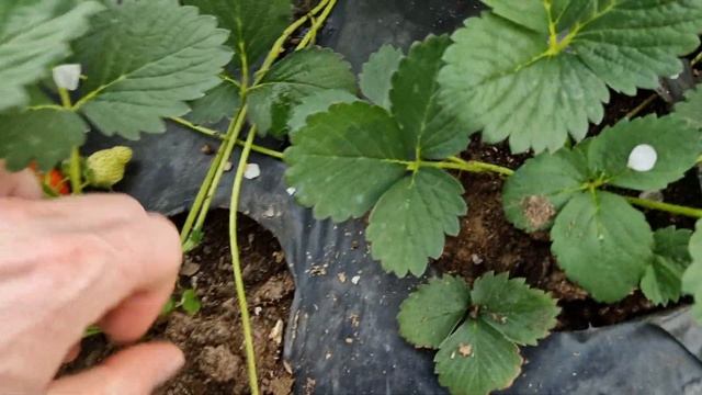 Разница между выращиванием на улице и в открытом грунте крупноплодной садовой земляники (клубники). смотреть онлайн