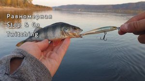 Воблерные проводки stop & go и twitching, выбор места для рыбалки на спиннинг с лодки для начинающи