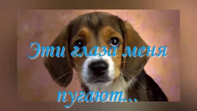 Глаза собаки капли янтаря смотреть онлайн
