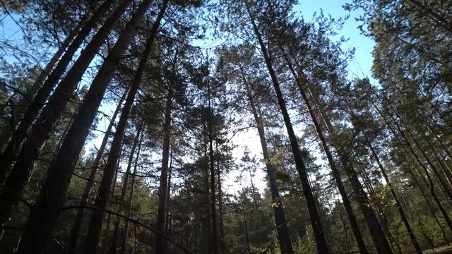 Грибная лихорадка! 14 сент 2019 (2) смотреть онлайн