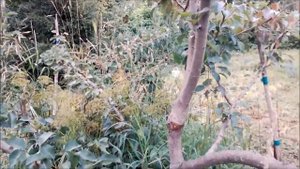 Яблоки и груши на одном дереве. Как растут.