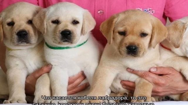 Щенки лабрадора: сколько стоят и как выбрать смотреть онлайн