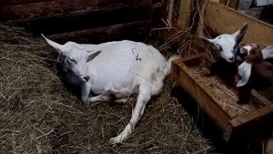 Окот козы как все происходит