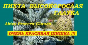 Очень красивая шишка.Пихта высокорослая Глаука (Abies Procera Glauca)
