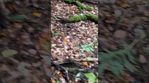 Грибы оленьи рожки или коралловые грибы