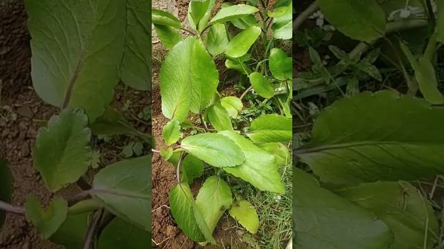 Bryophyllum plant is live